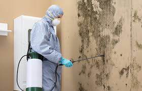 Best Attic Mold Removal  in Harrisville, UT